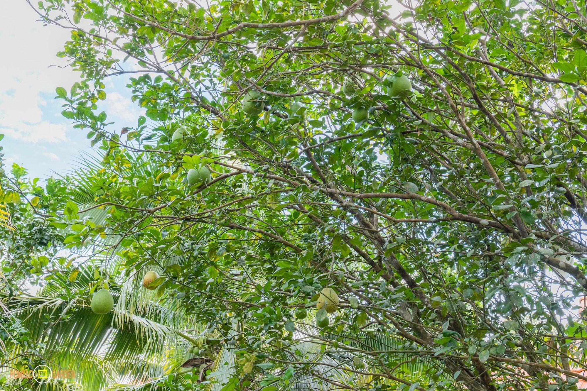شقة Phu Quoc Pomelo Garden المظهر الخارجي الصورة